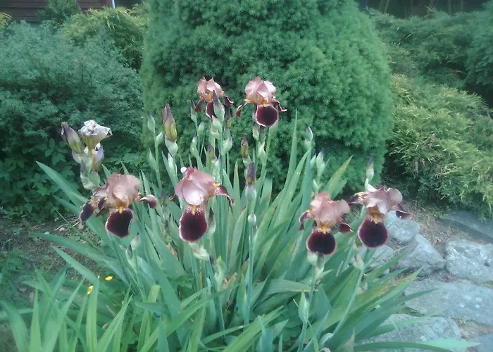 リゾート Osrodek Wczasowy 