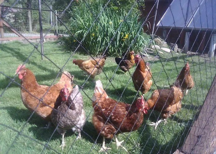 リゾート Osrodek Wczasowy 