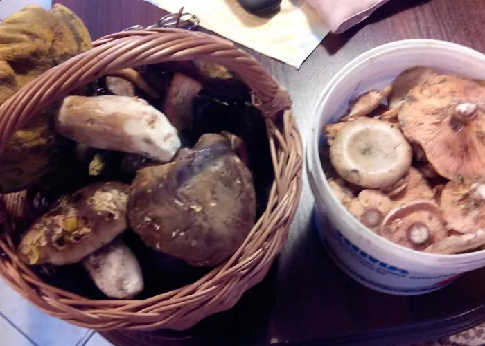 リゾート Osrodek Wczasowy 